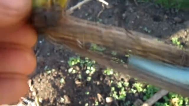 Что такое двойники и тройники на лозе винограда смотреть онлайн