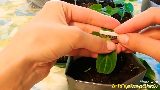 Прививка огурца на лагенарию. ЧАСТЬ №2. 01.05.18. Московская обл смотреть онлайн