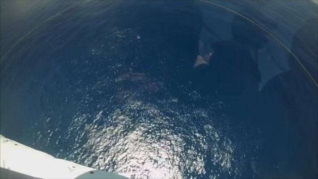 Lance a delfines tornillo spinners - Vista desde helicóptero - Pesca de cerco смотреть онлайн