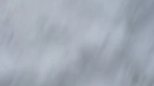 Тигры Рена и Малыш в Киевском зоопарке. смотреть онлайн