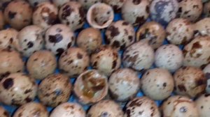 Перепела от А до Я.17 день инкубации,вылупление перепелят.