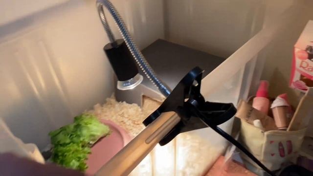 Сухопутная среднеазиатская черепаха и уф лампа смотреть онлайн