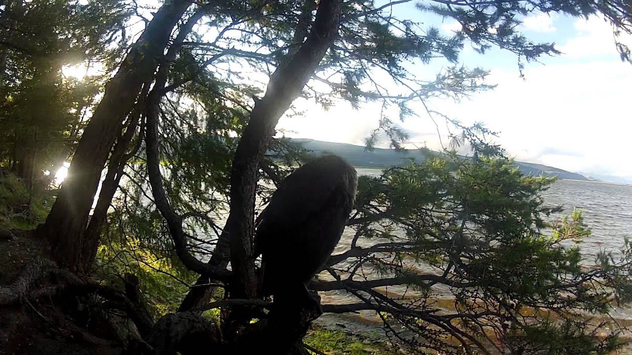 Видео охота. Спящий баклан