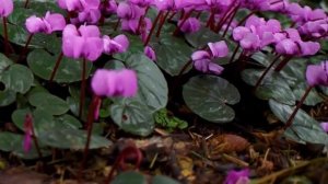 Разновидности Цикламена. Виды и сорта с описанием.