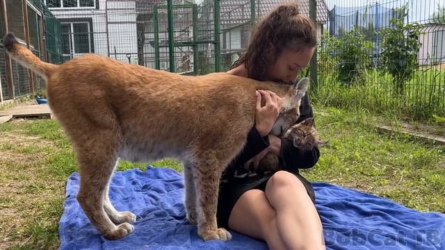 РЫСИ С КОТЯТАМИ устроили разборки с Симбой / Сингапурский котенок обиделся из-за стрижки когтей смотреть онлайн