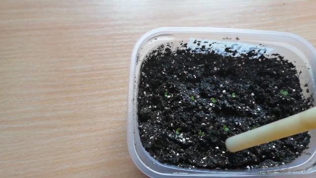 #Петунияпослевсходов Что нужно сделать после того как взошли петунии. смотреть онлайн