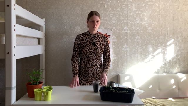 ВСХОДЫ ПЕРЦА Что делать если перцы не всходят? смотреть онлайн