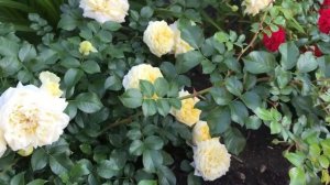 Красивые розы. Роза Надя Меяндекор в полном цвету (3 зона)