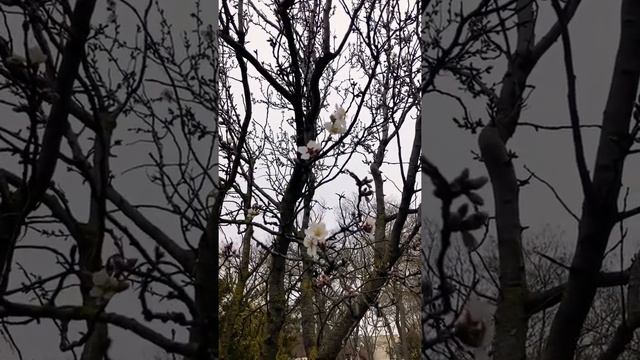 Миндаль цветёт в Крыму в феврале. Саки Крым. смотреть онлайн