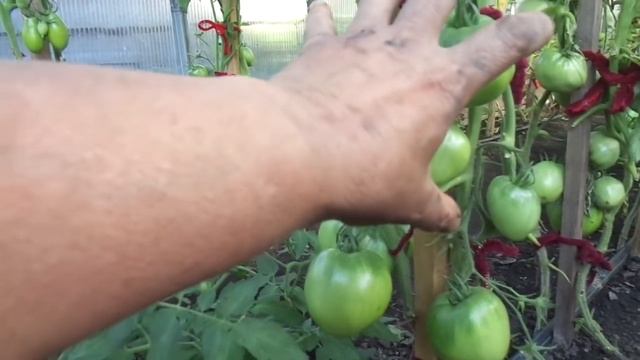 О ПРОБЛЕМЕ НЕПОЛНЫХ КИСТЕЙ У ТОМАТОВ. Ольга Чернова. смотреть онлайн