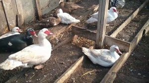 Кормление МУСКУСНЫХ УТОК в ВЕСЕННЕ — ЛЕТНИЙ период//ЧЕМ КОРМИТЬ ИНДОУТОК?//