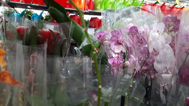 ЗАВОЗ ОРХИДЕЙ НА АТАРБЕКОВА//23.05.24// смотреть онлайн