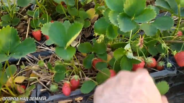 КЛУБНИКА В ТЕПЛИЦЕ,секрет большого урожая/ЛУЧШИЕ СОРТА КЛУБНИКИ!!! смотреть онлайн