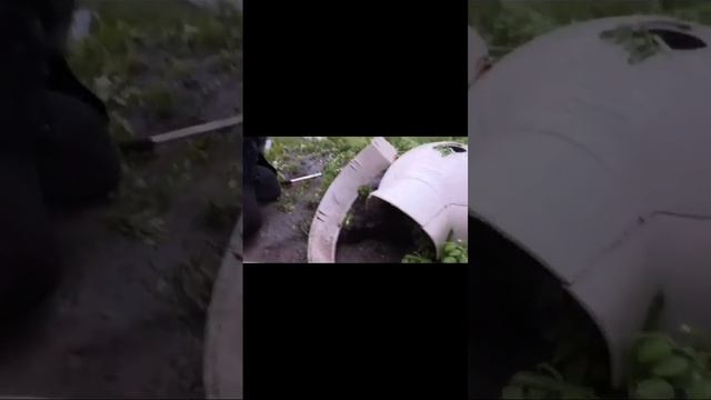 Собачье семейство #собаки #животные #собачьесемейство смотреть онлайн