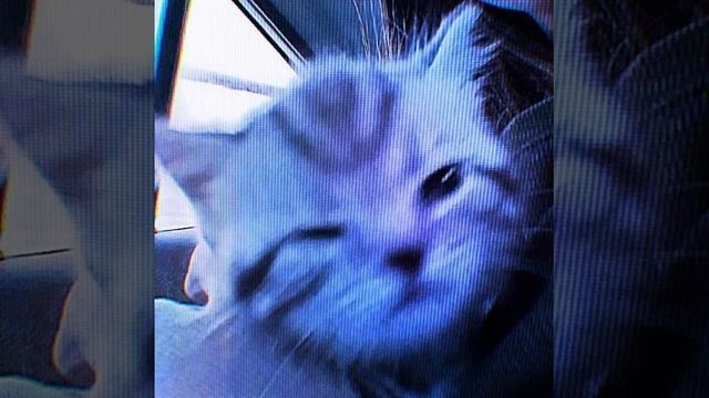 Нежная - Цинк Уродов [Speed Up] смотреть онлайн