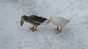 ЖИЛИ У БАБУСИ ДВА ВЕСЁЛЫХ ГУСЯ