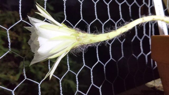 Echinopsis subdenudata bloom смотреть онлайн