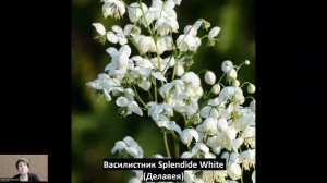 Василистники, обзор 4 сортов!