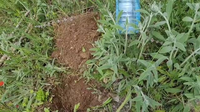 Посадка Черного Ореха.АР.Крым.г.Севастополь.13.05.2023г. смотреть онлайн
