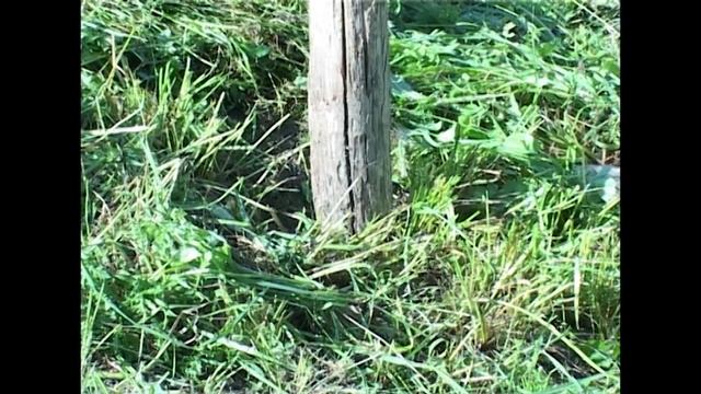 Aus dem Leben eines Gailtaler Bergbauer смотреть онлайн