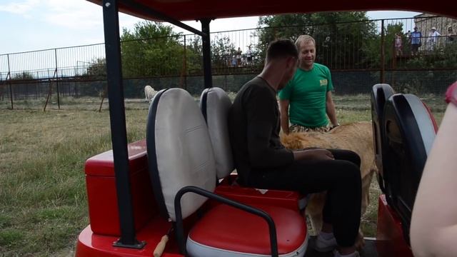 Лев заходит в автобус ПООБЩАТЬСЯ с ЛЮДЬМИ! Unforgettable Safari with lions смотреть онлайн