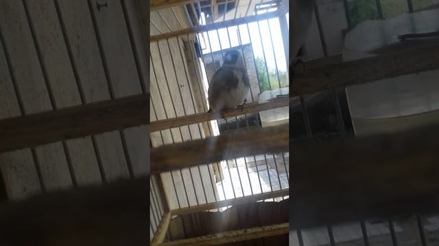 Щегол самка 2019 смотреть онлайн