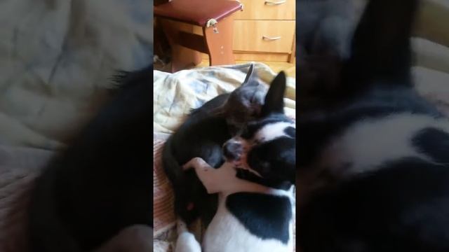 Кошка вылизывает собаку!!! смотреть онлайн