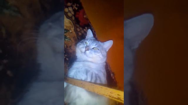 Кот тащится смотреть онлайн