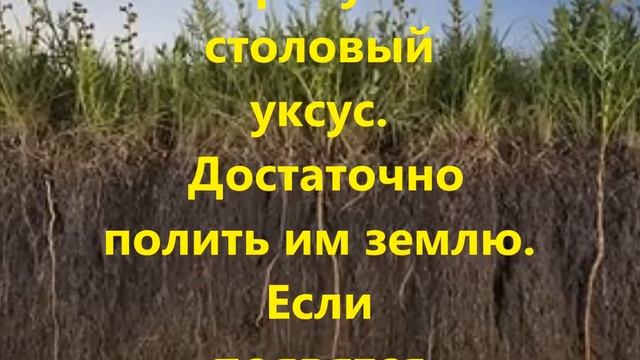 Быстрое определение кислотности почвы. смотреть онлайн