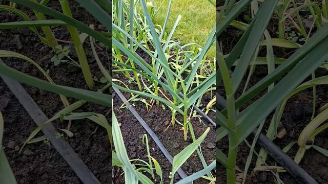 Удаляем стрелки чеснока смотреть онлайн