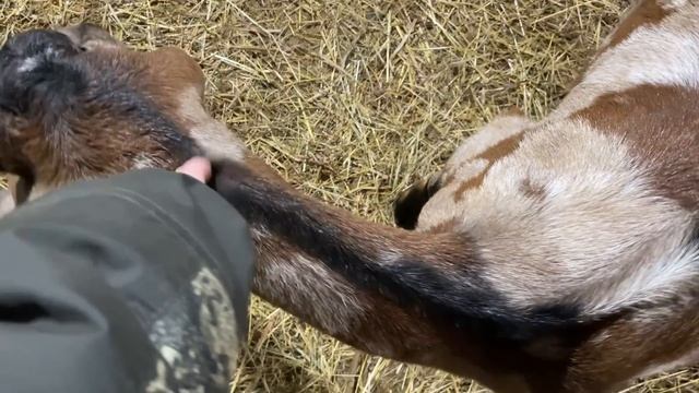 ПЛАНАМ НЕ СУЖДЕНО БЫЛО СБЫТЬСЯ! СТРОЙКА НЕ ЗАКАНЧИВАЕТСЯ! НАША ФЕРМА! ЖИЗНЬ ПРОСТЫХ ЛЮДЕЙ В ДЕРЕВНЕ смотреть онлайн