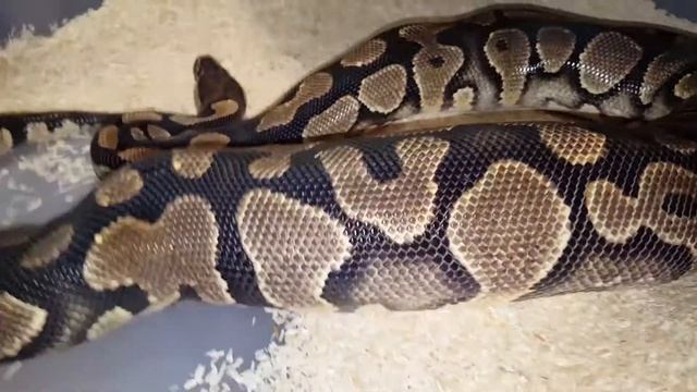 Ball Python Ovulation #3 in 2018! Pastel Highways coming! :D смотреть онлайн