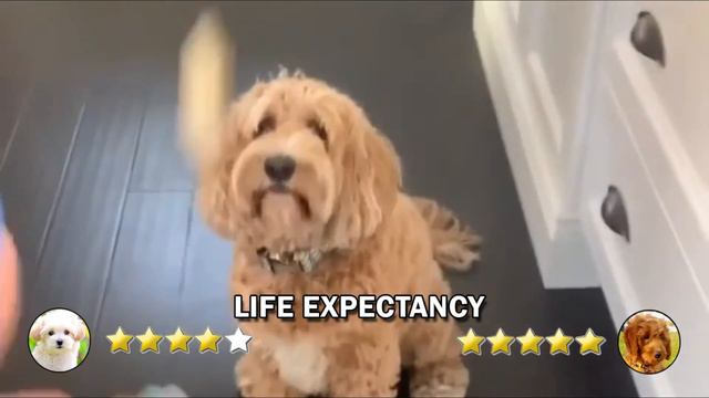 Maltipoo VS Cockapoo | Cockapoo VS Maltipoo | Dog Breed Comparison