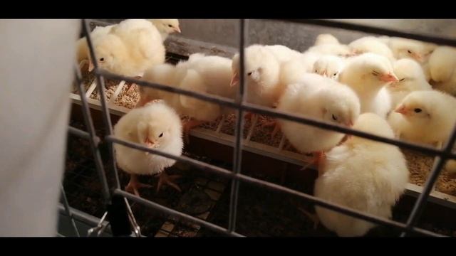 ??? ПЕРВЫЙ-ПЯТЫЙ ДЕНЬ ВЫРАЩИВАНИЯ ЦЫПЛЯТ БРОЙЛЕРОВ. ПРОПОЙКА, ТЕМПЕРАТУРА, ВЕС смотреть онлайн