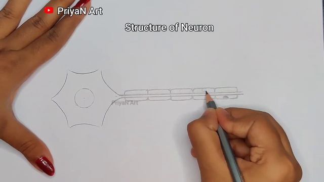 How To Draw Structure Of Neuron | Biology Diagram Class 10 #structureofneuron #easydraw #howtodraw