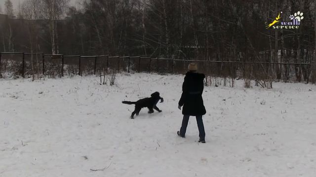 Щенок ньюфаундленд игра с предметом, команда апорт, окд смотреть онлайн