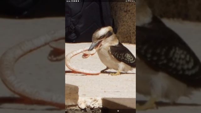 СМЕЮЩАЯСЯ птица - кукабарра смотреть онлайн