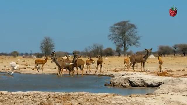 Котейка ТВ. Животные Африки