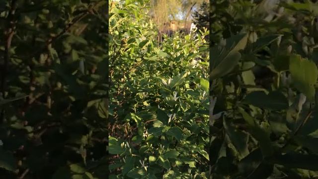 Жимолость декоративная цветение ? Питомник растений Велес, г Чита, Забайкальский край ?✅ смотреть онлайн