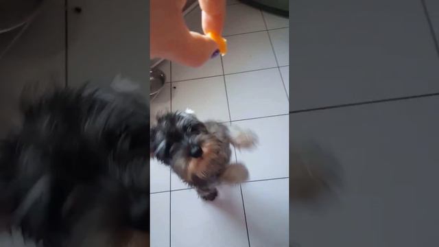 Танцующий Цвергшнауцер смотреть онлайн