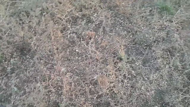 Богатый огород на находки. смотреть онлайн