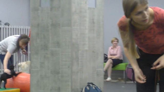 golden retriever R P Haggis November 9, 2022 смотреть онлайн