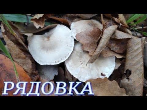 №335/ ВОСПОМИНАНИЯ  о ПРИЯТНОЙ прогулке в ОСЕННИЙ лес (РЯДОВКА)