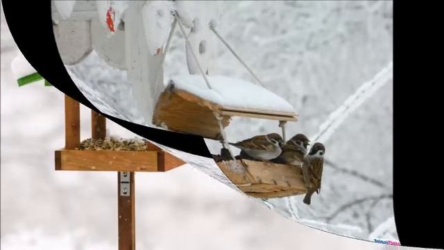 Покормите птиц зимой! смотреть онлайн