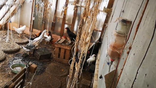 Птицеводство, какие перемены, вывод цыплят на продажу Мараны смотреть онлайн