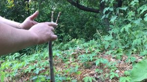 ИЮНЬСКАЯ ПРИВИВКА АБРИКОСА НА СЛИВУ / JUNE GRAFTING OF APRICOT ON PLUM