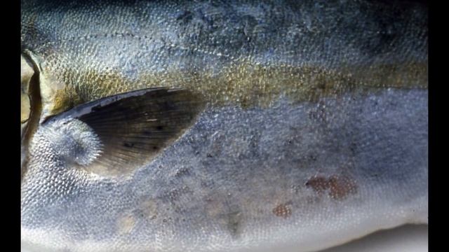 monogenea fish смотреть онлайн
