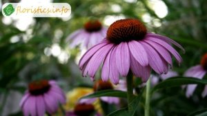 ? Цветок эхинацея – посадка и уход в открытом грунте, виды и сорта эхинацеи, свойства