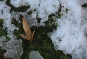 Михаил Пляцковский "Весна"