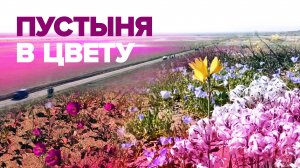 Редкое явление: в пустыне Атакама распустились цветы